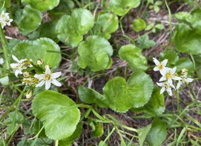 Nephrophyllidium crista-galli, photographed by Roger Rittmaster