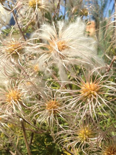 Clematis villosa, photographed by Tam