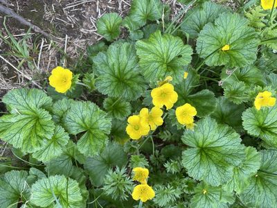 Geum calthifolium, photographed by Roger Rittmaster