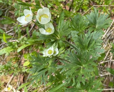Anemonastrum sibiricum, photographed by Roger Rittmaster