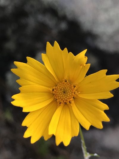 Coreopsis grandiflora, photographed by anguspritchard