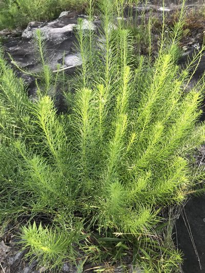 Liatris microcephala, photographed by anguspritchard