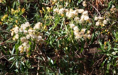 Barkleyanthus salicifolius, photographed by Mike Duran