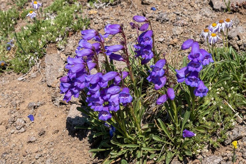 Penstemon hallii, photographed by Bob Walker