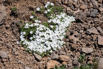Phlox multiflora, photographed by Bob Walker