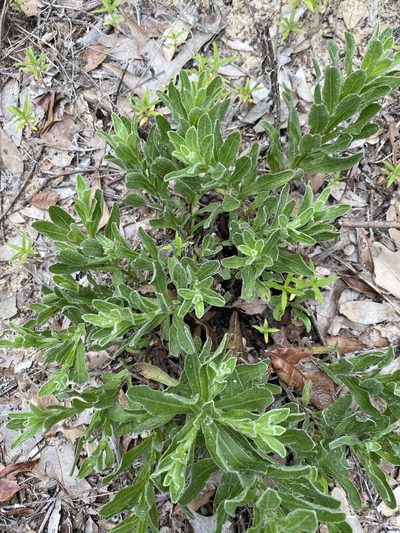 Chrysopsis gossypina, photographed by Alan Weakley