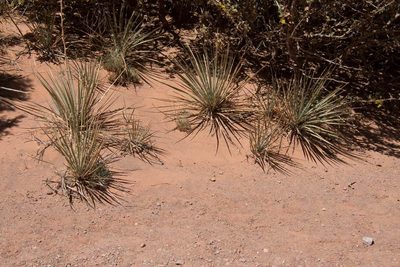 Yucca angustissima, photographed by Mike Duran