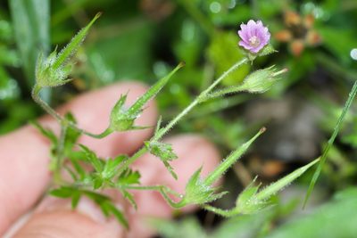 Geranium bicknellii, photographed by Owen Strickland