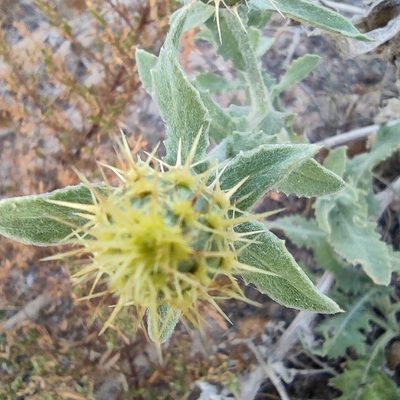 Centaurea seridis, photographed by Daniel Heras González