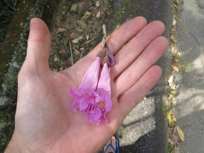 Handroanthus impetiginosus, photographed by Victor Farjalla Pontes