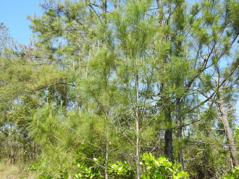 Pinus cubensis, photographed by amantedarmanin