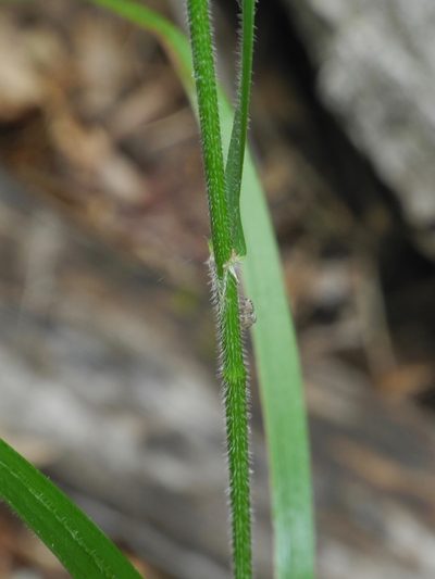 Bromus nottowayanus, photographed by Michael J. Papay
