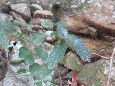 Begonia maculata, photographed by Victor Farjalla Pontes
