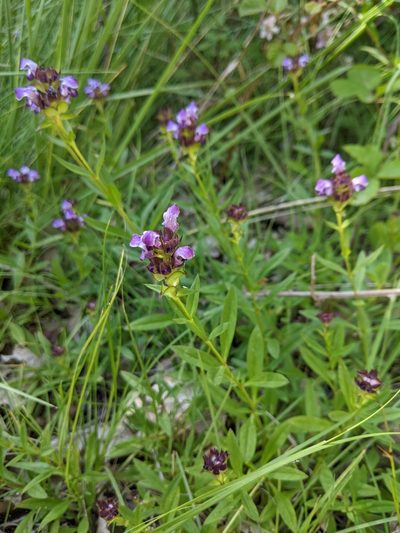 Prunella hyssopifolia, photographed by aroche