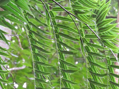 Cyathea corcovadensis, photographed by Victor Farjalla Pontes
