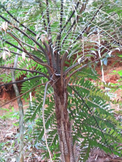 Cyathea corcovadensis, photographed by Victor Farjalla Pontes