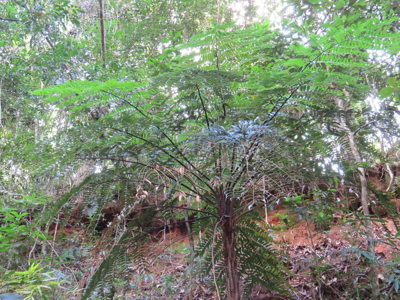 Cyathea corcovadensis, photographed by Victor Farjalla Pontes
