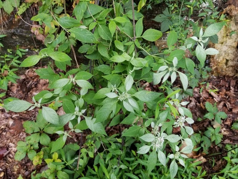 Pycnanthemum pycnanthemoides, photographed by Anthony A Simmons