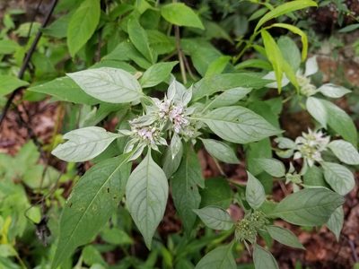 Pycnanthemum pycnanthemoides, photographed by Anthony A Simmons