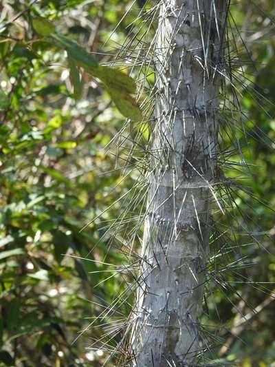 Bactris cubensis, photographed by amantedarmanin