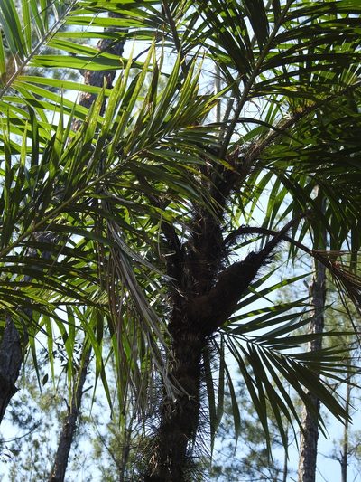Bactris cubensis, photographed by amantedarmanin