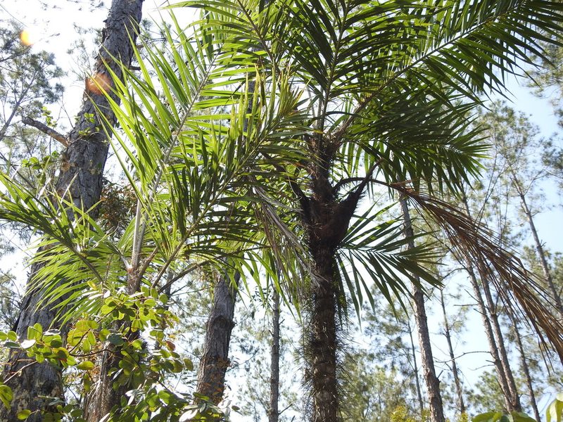 Bactris cubensis, photographed by amantedarmanin