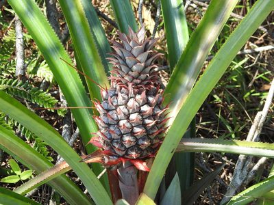 Ananas comosus, photographed by amantedarmanin