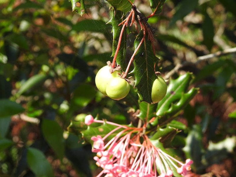 Casearia crassinervis, photographed by amantedarmanin