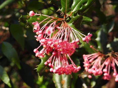 Casearia crassinervis, photographed by amantedarmanin
