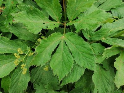 Peucedanum ostruthium, photographed by Daniel Linzbauer
