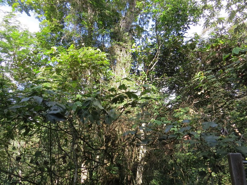 Pourouma guianensis, photographed by Victor Farjalla Pontes