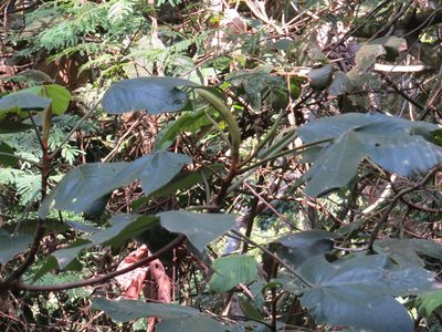Pourouma guianensis, photographed by Victor Farjalla Pontes