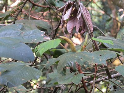 Pourouma guianensis, photographed by Victor Farjalla Pontes