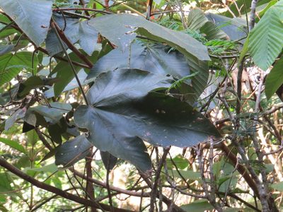 Pourouma guianensis, photographed by Victor Farjalla Pontes