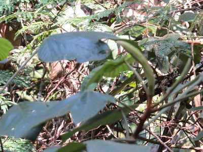 Pourouma guianensis, photographed by Victor Farjalla Pontes