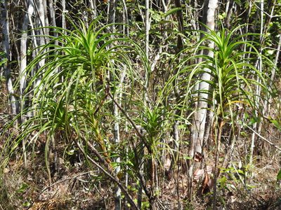 Dracaena cubensis, photographed by amantedarmanin