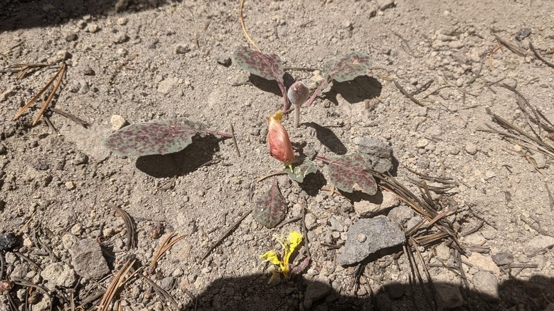 Oenothera xylocarpa, photographed by Quinn Campbell