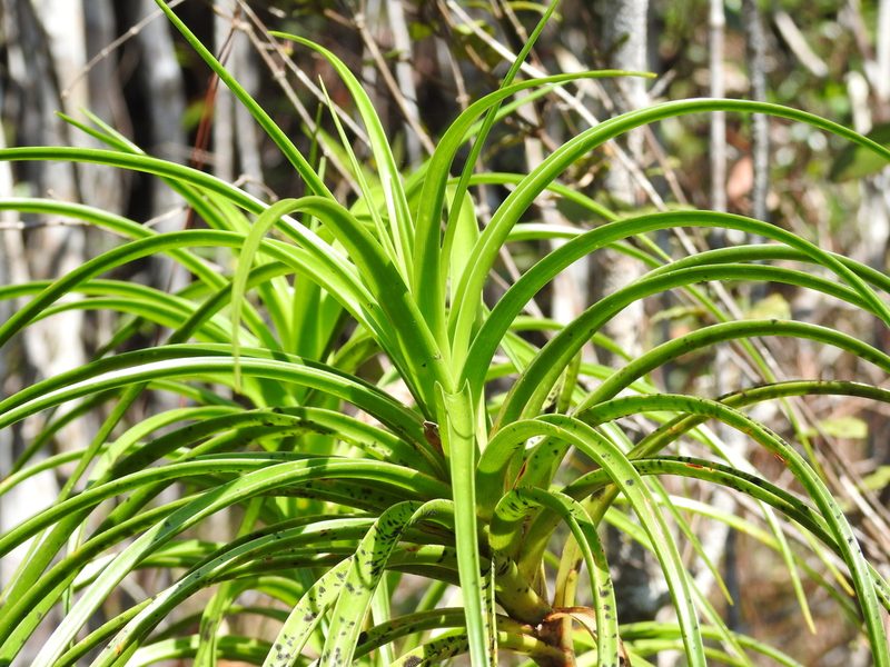 Dracaena cubensis, photographed by amantedarmanin