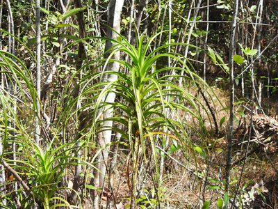 Dracaena cubensis, photographed by amantedarmanin