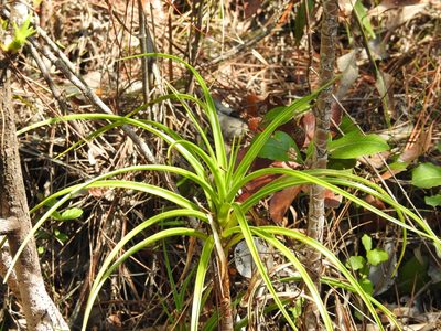 Dracaena cubensis, photographed by amantedarmanin