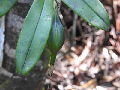 Epidendrum nocturnum, photographed by amantedarmanin