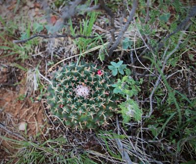 Mammillaria uncinata, photographed by Adri Perea