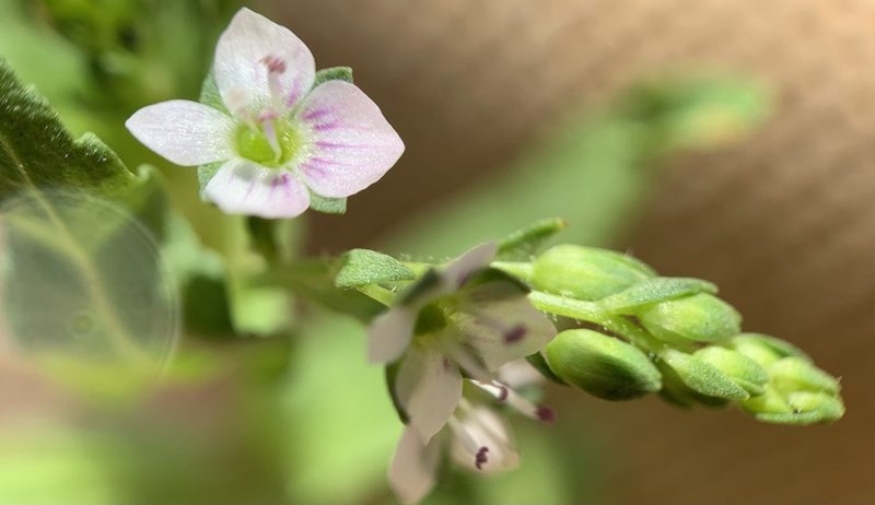 Veronica catenata, photographed by mark-groeneveld