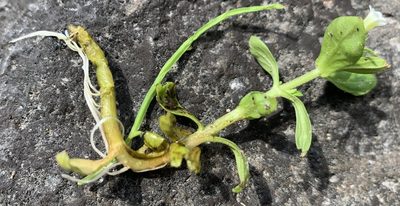 Gratiola neglecta, photographed by mark-groeneveld