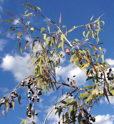 Eucalyptus caesia, photographed by Tony Ladson