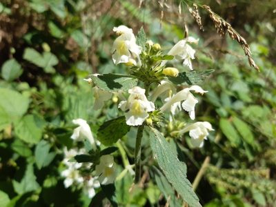 Galeopsis segetum, photographed by Catherine Faber