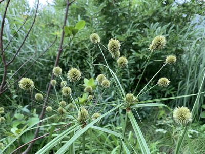 Cyperus echinatus, photographed by Zihao Wang
