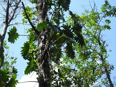 Philodendron lacerum, photographed by amantedarmanin