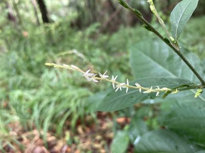 Petiveria alliacea, photographed by Lauren Gillett
