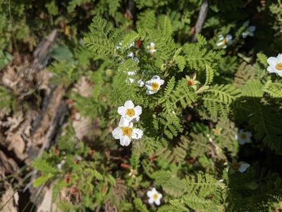 Chamaebatia foliolosa, photographed by Zac Peterson